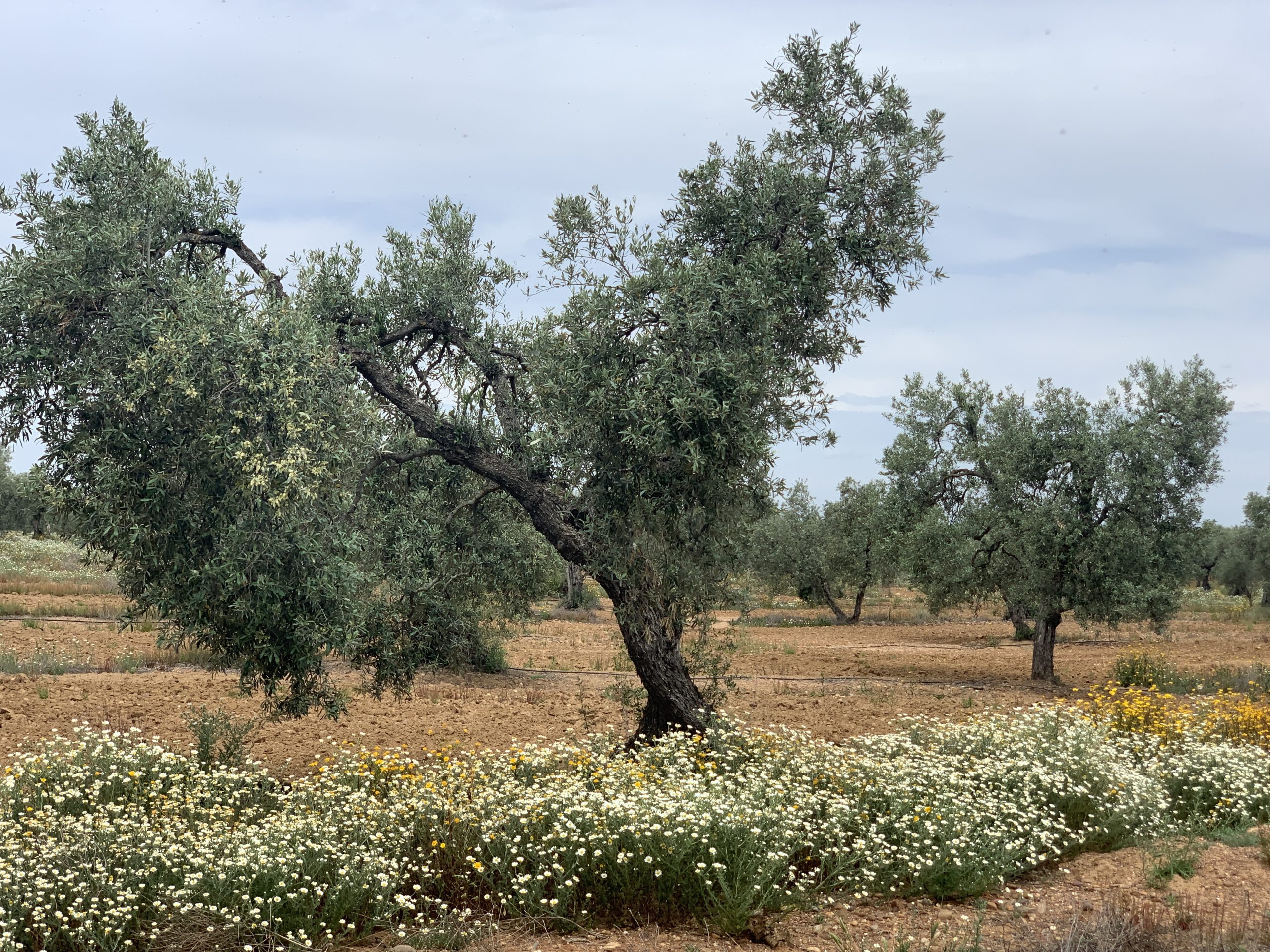 Plant cover in the cultivation of the olive tree